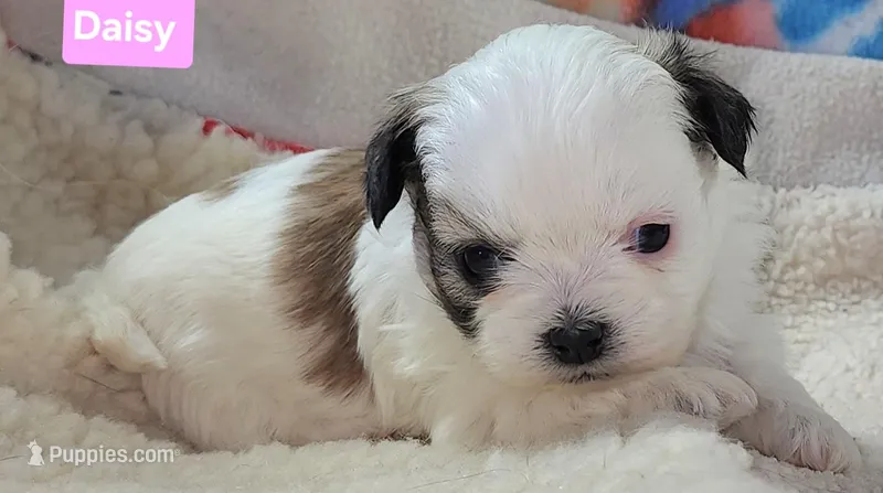 Daisy  – Shih Tzu puppy for sale in Wonewoc, WI