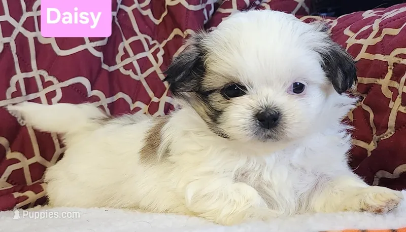 Daisy  – Shih Tzu puppy for sale in Wonewoc, WI