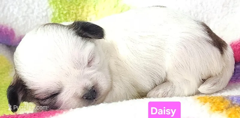 Daisy  – Shih Tzu puppy for sale in Wonewoc, WI