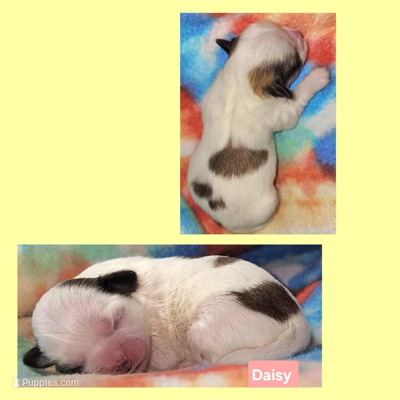 Daisy  – Shih Tzu puppy for sale in Wonewoc, WI