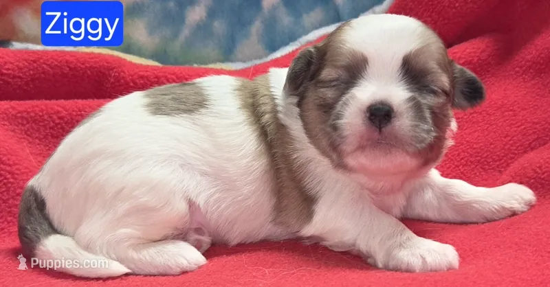 Ziggy – Maltese, Shih Tzu puppy for sale in Wonewoc, WI