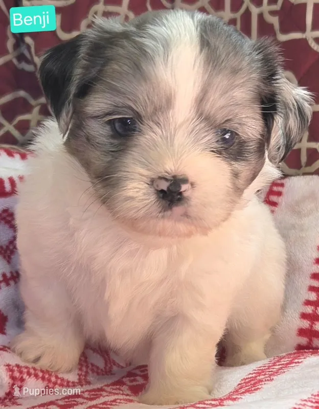 Benji – Maltese, Shih Tzu puppy for sale in Wonewoc, WI