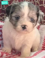Benji, a male Maltese and Shih Tzu for sale in Wonewoc, WI – 2 of 7