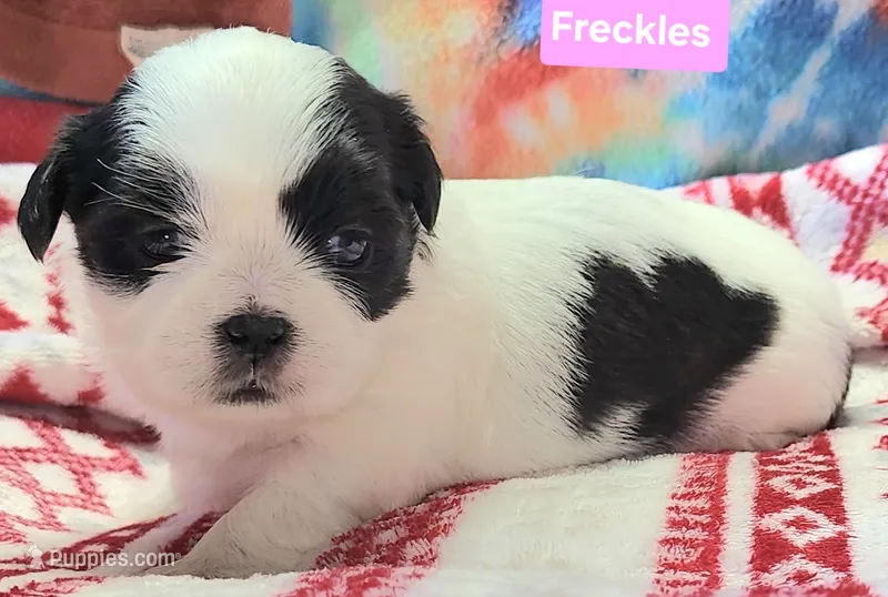 Freckles – Shih Tzu puppy for sale in Wonewoc, WI