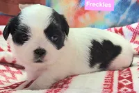 Freckles, a female Shih Tzu for sale in Wonewoc, WI – 5 of 7