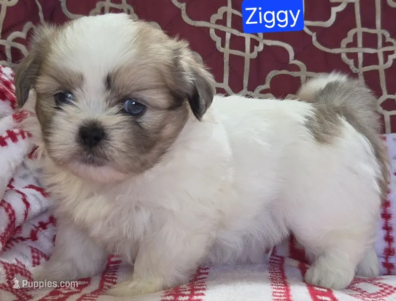 Ziggy – Maltese, Shih Tzu puppy for sale in Wonewoc, WI