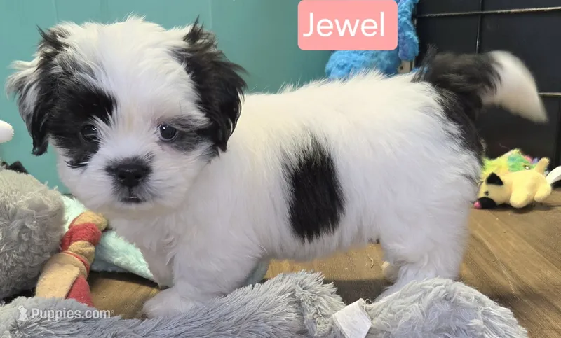 Jewel – Shih Tzu puppy for sale in Wonewoc, WI