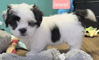 Jewel, a female Shih Tzu for sale in Wonewoc, WI – 1 of 7