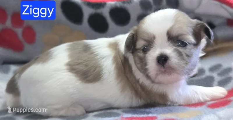 Ziggy – Maltese, Shih Tzu puppy for sale in Wonewoc, WI