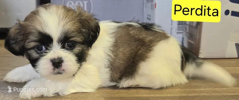 Perdita – Shih Tzu puppy for sale in Wonewoc, WI