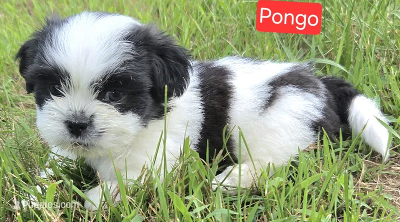 Pongo – Shih Tzu puppy for sale in Wonewoc, WI