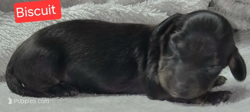 Biscuit – Miniature Dachshund puppy for sale in Wonewoc, WI