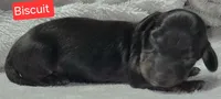 Biscuit, a male Miniature Dachshund for sale in Wonewoc, WI – 1 of 2