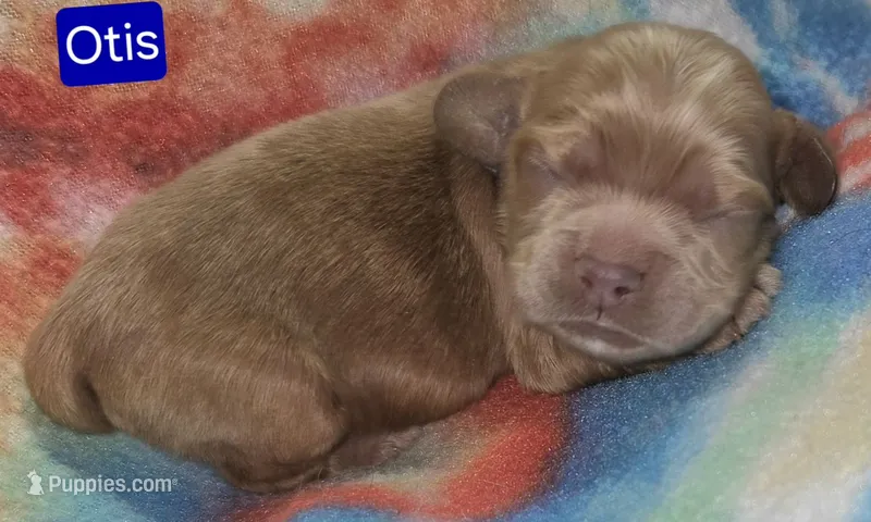 Otis – Cockapoo puppy for sale in Wonewoc, WI