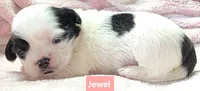 Jewel, a female Shih Tzu for sale in Wonewoc, WI – 6 of 7