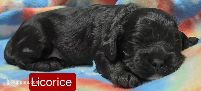 Licorice – Cockapoo puppy for sale in Wonewoc, WI