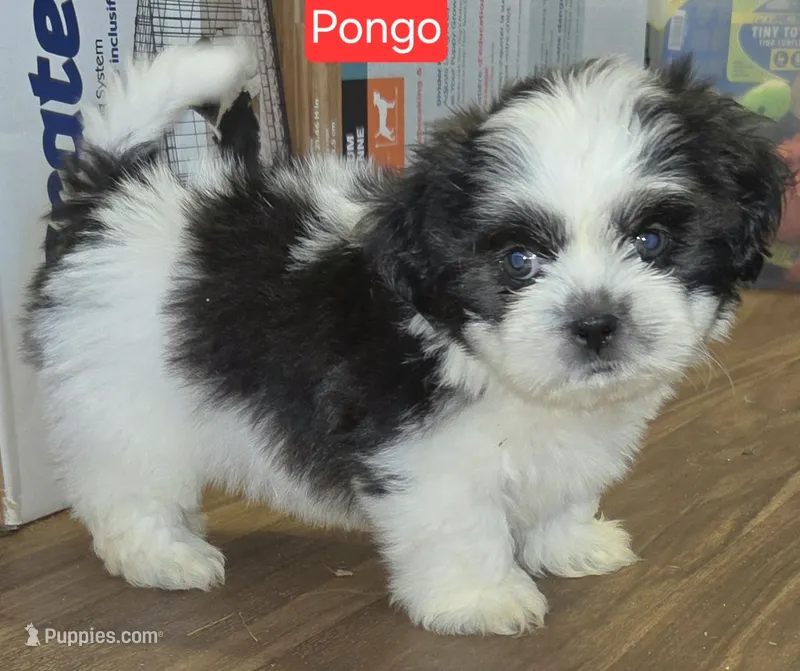 Pongo – Shih Tzu puppy on hold in Wonewoc, WI