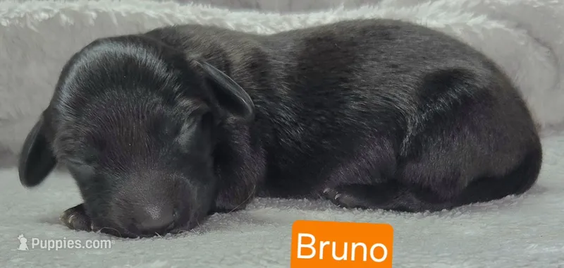 Bruno – Miniature Dachshund puppy for sale in Wonewoc, WI