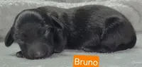 Bruno, a male Miniature Dachshund for sale in Wonewoc, WI – 1 of 2