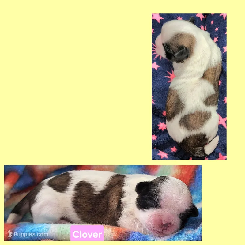 Clover  – Shih Tzu puppy for sale in Wonewoc, WI