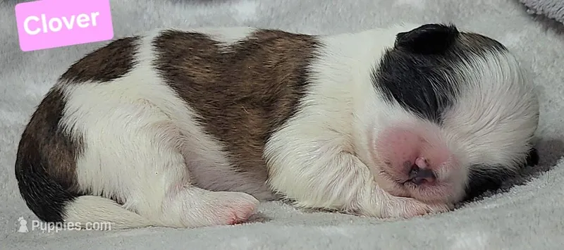 Clover  – Shih Tzu puppy for sale in Wonewoc, WI