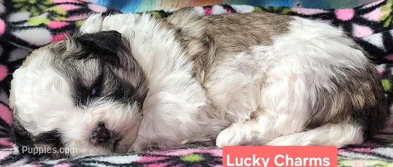 Lucky Charms  – Shih Tzu puppy for sale in Wonewoc, WI