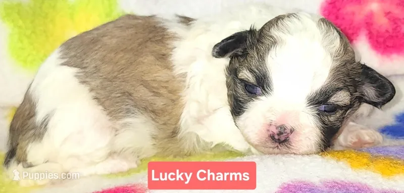 Lucky Charms  – Shih Tzu puppy for sale in Wonewoc, WI
