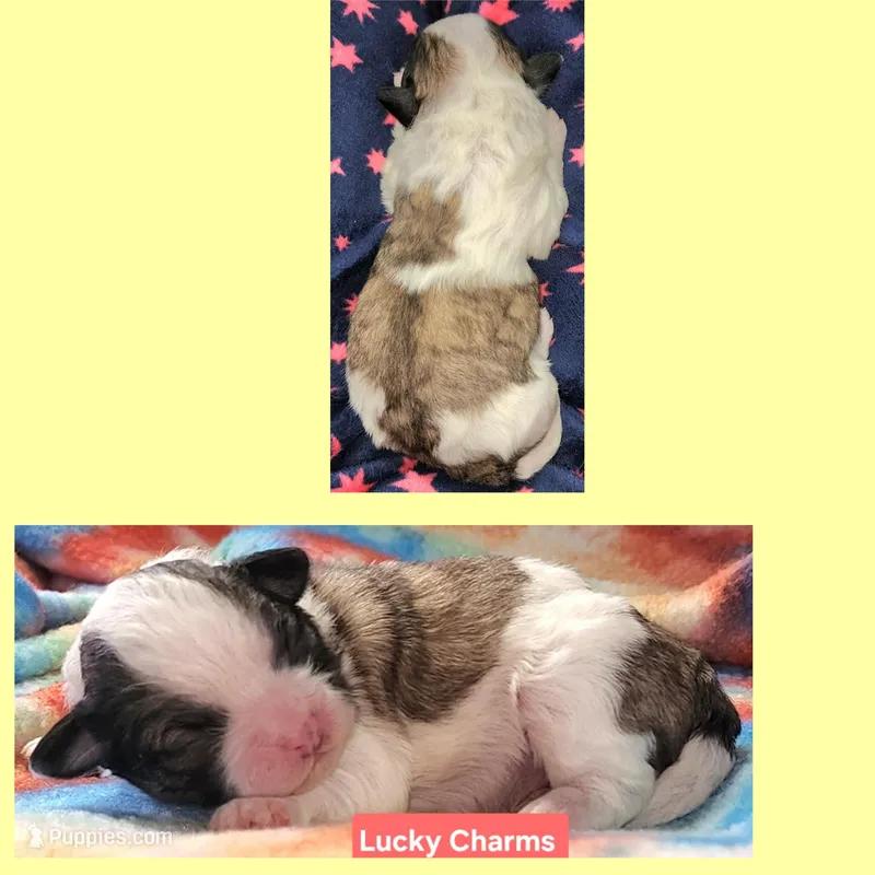 Lucky Charms  – Shih Tzu puppy for sale in Wonewoc, WI