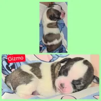 Gizmo, a male Maltese and Shih Tzu for sale in Wonewoc, WI – 1 of 1
