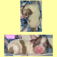 Chloe, a female Maltese and Shih Tzu for sale in Wonewoc, WI – 1 of 1