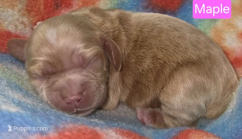 Maple – Cockapoo puppy for sale in Wonewoc, WI