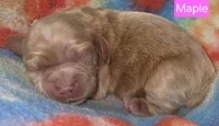 Maple, a female Cockapoo for sale in Wonewoc, WI – 1 of 1