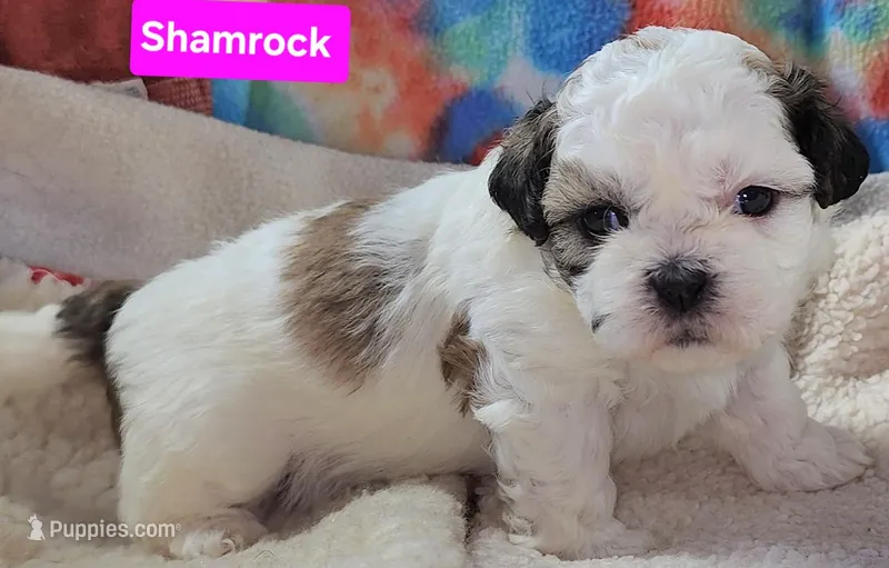 Shamrock  – Shih Tzu puppy for sale in Wonewoc, WI