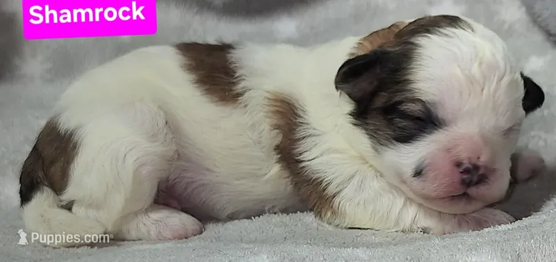 Shamrock  – Shih Tzu puppy for sale in Wonewoc, WI