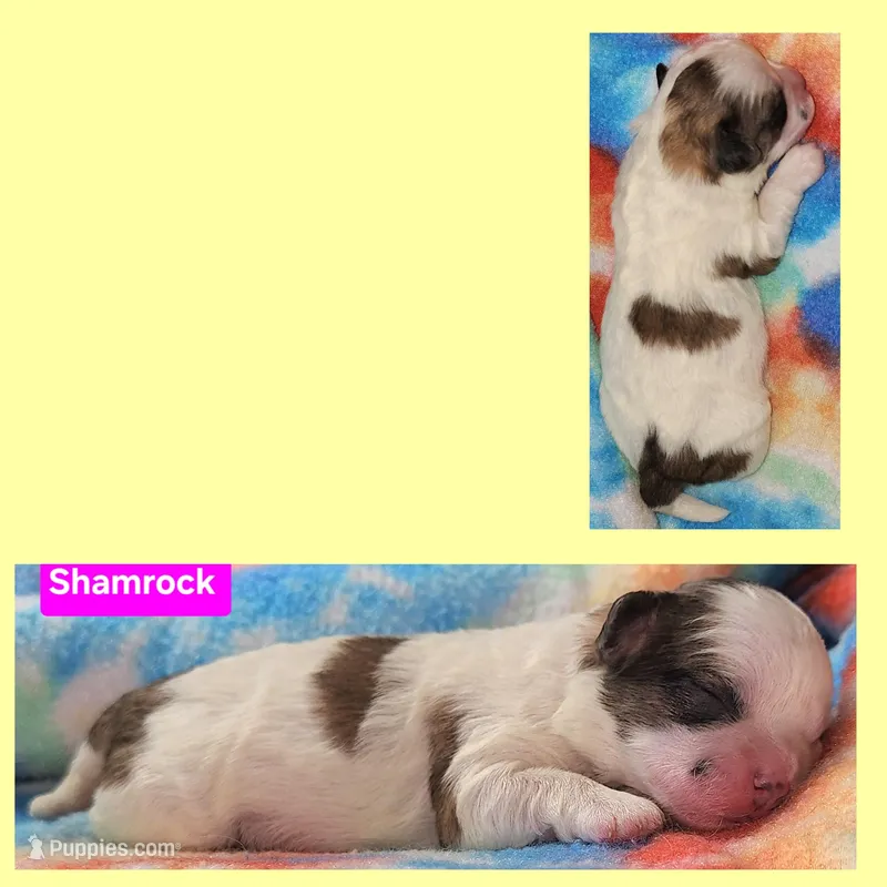 Shamrock  – Shih Tzu puppy for sale in Wonewoc, WI