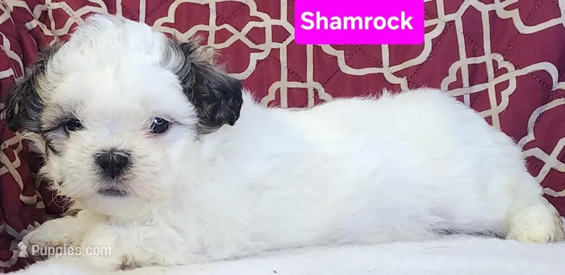 Shamrock  – Shih Tzu puppy for sale in Wonewoc, WI