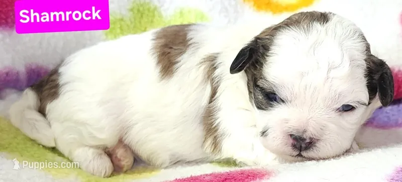 Shamrock  – Shih Tzu puppy for sale in Wonewoc, WI