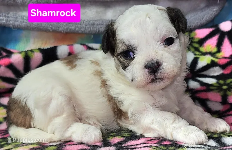 Shamrock  – Shih Tzu puppy for sale in Wonewoc, WI
