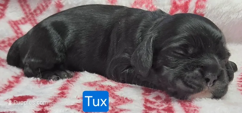 Tux – Cockapoo puppy for sale in Wonewoc, WI
