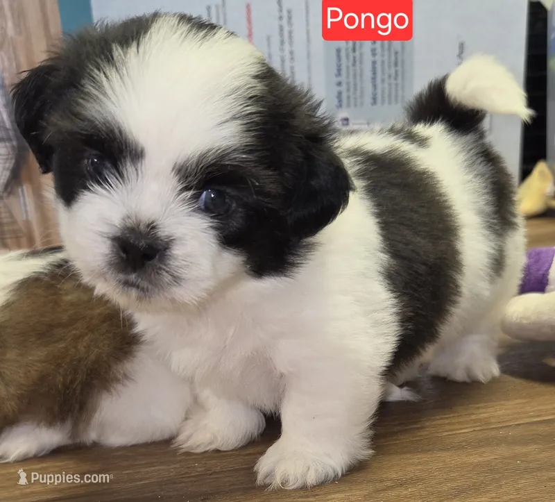 Pongo – Shih Tzu puppy for sale in Wonewoc, WI