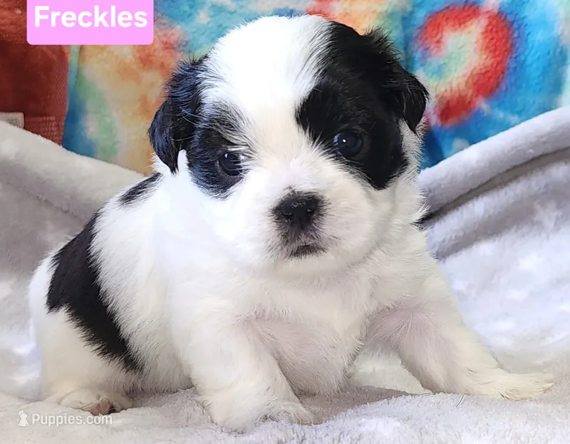 Freckles – Shih Tzu puppy for sale in Wonewoc, WI