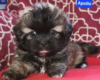 Apollo, a male Shih Tzu for sale in Wonewoc, WI – Photo 2 of 4