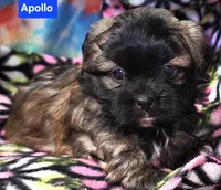 Apollo, a male Shih Tzu for sale in Wonewoc, WI – Photo 3 of 4
