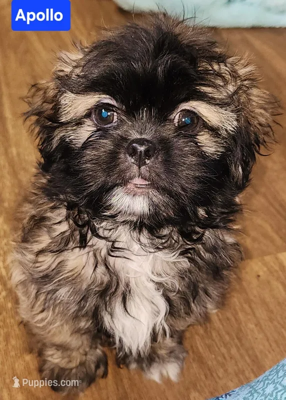 Apollo – Shih Tzu puppy for sale in Wonewoc, WI