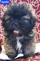 Apollo, a male Shih Tzu for sale in Wonewoc, WI – Photo 5 of 5