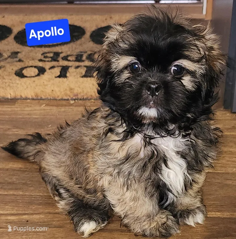 Apollo – Shih Tzu puppy for sale in Wonewoc, WI