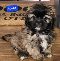Apollo, a male Shih Tzu for sale in Wonewoc, WI – Photo 3 of 5