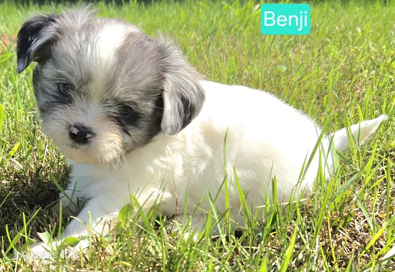 Benji – Maltese, Shih Tzu puppy on hold in Wonewoc, WI