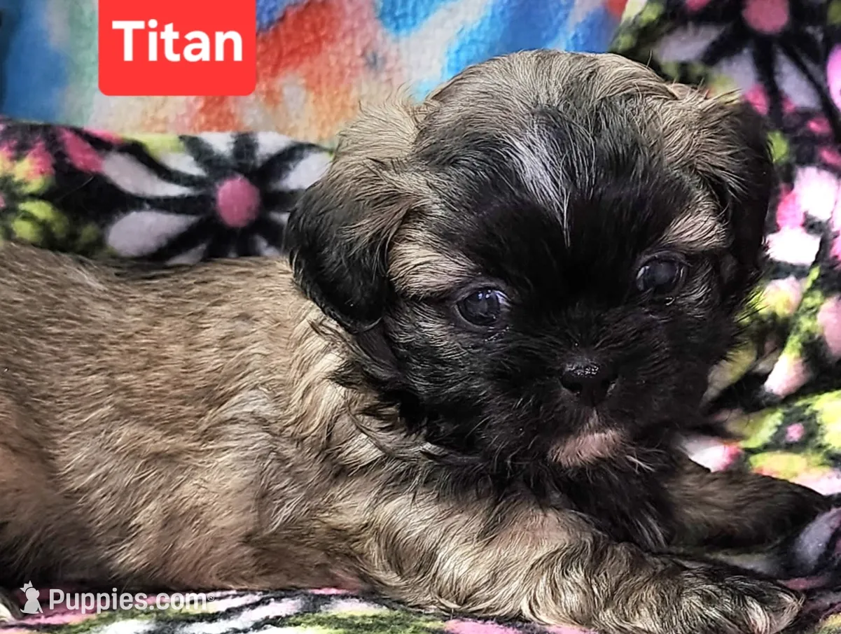 Titan, a male Shih Tzu for sale in Wonewoc, WI – Photo 3 of 4