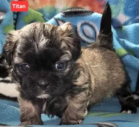 Titan, a male Shih Tzu for sale in Wonewoc, WI – Photo 4 of 4